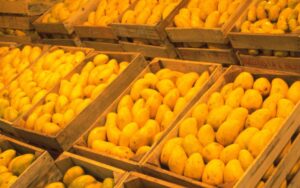 Mango Ataulfo, mango mexicano